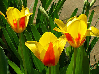 Flowers, Tulips, Greens, Flower Bed, Flowerbed, Disbanded, Loose, Variegated, Mottled HD wallpaper