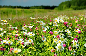 Wildflowers, colorful, spring, nice, delicate, greenery, meadow, beautiful, grass, summer, carpet, pretty, field, freshness, sky, scent, flowers, lovely HD wallpaper