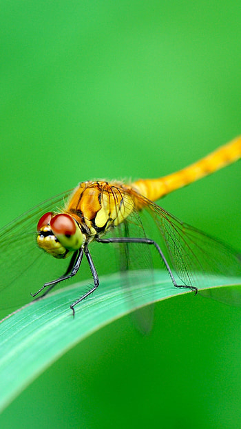 Sympetrum striolatum, Dragonflies HD phone wallpaper