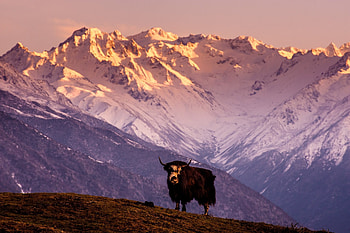 Yaks, Mountain vistas, Untamed wilderness, Nature's symphony HD wallpaper