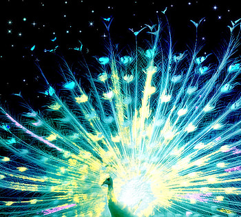 Cosmic Peacock, white, luminous, peacock, cosmic, beauty HD wallpaper