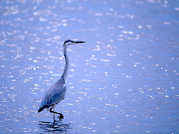 Wild-Bird, big, bird, , cool, wild HD wallpaper
