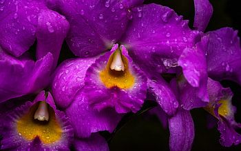 Irises, purple, summer, iris, skin, flower, yellow, vara, macro, texture HD wallpaper