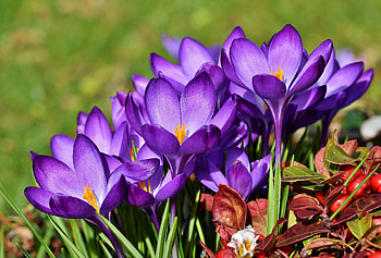 Spring crocuses, beautiful, flowers, crocuses, spring, grass HD wallpaper