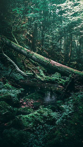 Green Aesthetic, Trees, tress HD phone wallpaper