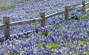 Bluebonnets at Willow City, Texas, usa, fence, field, blossoms HD wallpaper
