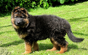 Dog, sweet, dogs, puppies, cute, beautiful, playful, playful dog, puppy, dog face, pretty, animals, face, lovely HD wallpaper