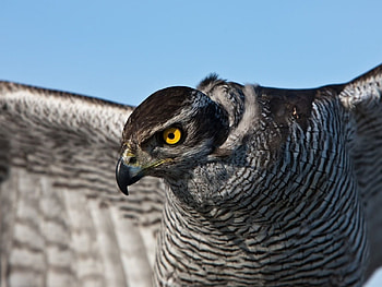 Birds_Hawk, birds, hawk, eagle, animals, yellow, sky, eye, predator HD wallpaper