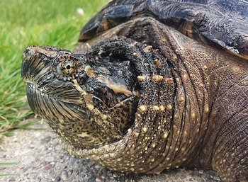 Animals, Reptile, Head, Carapace, Shell, Snapping Turtle, Cayman Turtle HD wallpaper