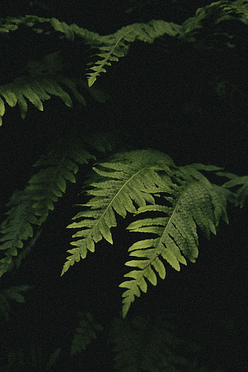 Leaves, Plant, Macro, Fern HD phone wallpaper