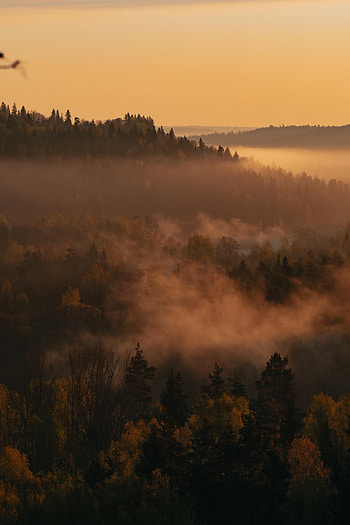 Nature, Trees, Forest, Fog, Dahl, Distance HD phone wallpaper