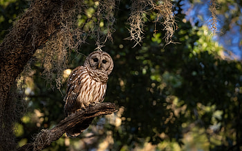 Owl, nature, bird, tree HD wallpaper