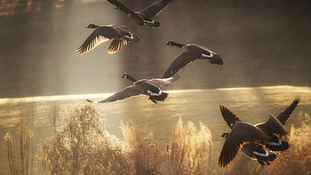 canadian geese taking flight, sunshine, reeds, flying, lake, geese HD wallpaper