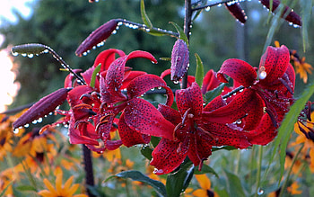 Lily after Rain, dark red, flower, raindrops, lily, Latvia HD wallpaper