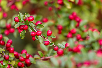 Nature, Leaves, Berries, Branch HD wallpaper