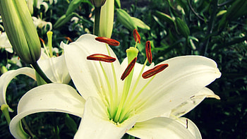 Flowers, Flower, Plant, Petals, Lily HD wallpaper