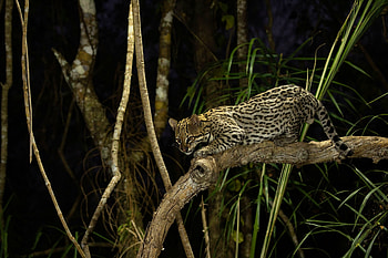 Wildcat , Ocelot beauty, Exotic feline, Stunning appearances HD wallpaper