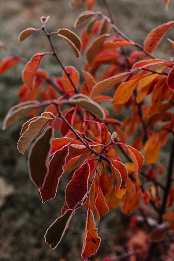 Autumn, Leaves, Macro, Branches, Hoarfrost, Frost HD phone wallpaper