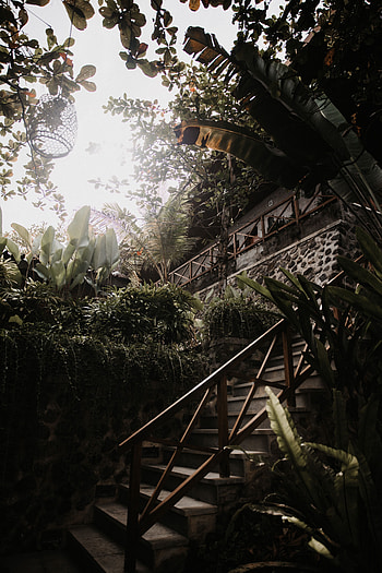 Plants, Building, Miscellanea, Miscellaneous, Ladder, Stairs, Tropical, Decorative HD phone wallpaper