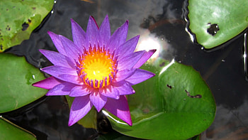 Water lily flower, beautiful, brightly colored, Water lily, flower HD wallpaper