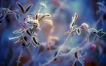 Background, Leaves, Plant, Macro, Berry, Frost, Hoarfrost HD wallpaper