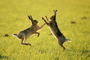 playing hares, in, together, field, jumping HD wallpaper