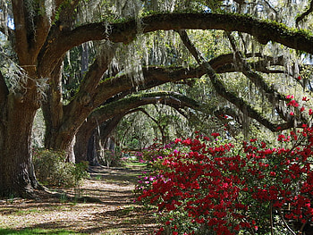 trees and roses, roses, path, arch, branches, trees HD wallpaper