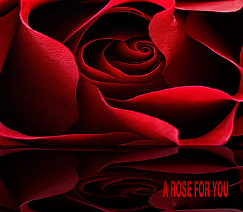 A Rose Just For You :), rose, reflection, love, red, passion HD wallpaper