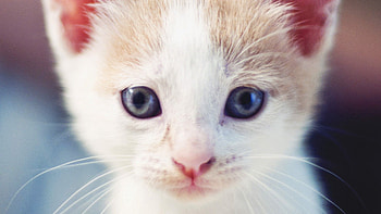Animals, Light, Kitty, Kitten, Muzzle, Light Coloured, Sight, Opinion HD wallpaper