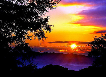 Marking another day's end, golden sky, purple mists, clouds, trees, sunset HD wallpaper