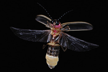 Firefly mesmerizing, Dazzling display, Brilliant lights, Captivating scene HD wallpaper