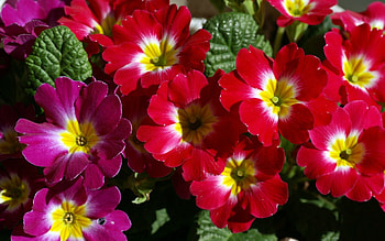 Red and purple, purple, beautiful, flowers, red HD wallpaper