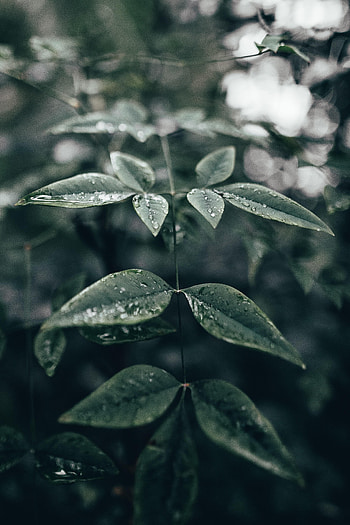 Water, Leaves, Drops, Plant, Macro HD phone wallpaper