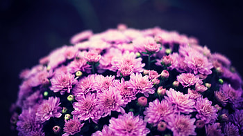 Chrysanthemum flowers bouquet, nature , , background HD wallpaper