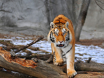 Tiger , cool, tiger, big cat HD wallpaper