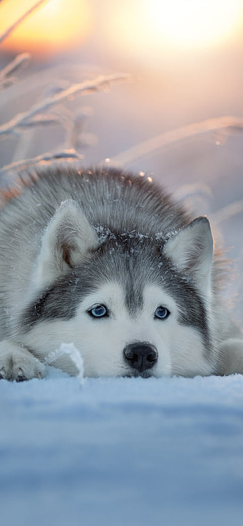 dog, Animal, husky HD phone wallpaper