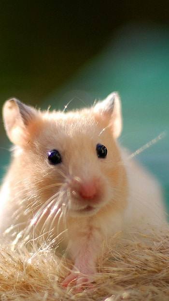 Gerbil , Ethan Mercado, Rodent cuteness, Visual delights HD phone wallpaper