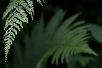 Plant, Macro, Fern, Close-Up, Leaflet HD wallpaper