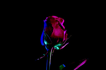 Red rose bud, red flower, portrait HD wallpaper