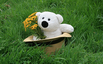 Flowers, Grass, Teddy Bear, Miscellanea, Miscellaneous, Present, Gift, Hat HD wallpaper