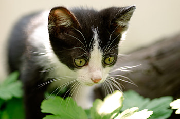 Animals, Nature, Kitty, Kitten, Curiosity HD wallpaper