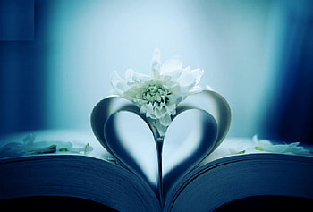Obsession, abstract, graphy, pretty, flowers, , lovely HD wallpaper