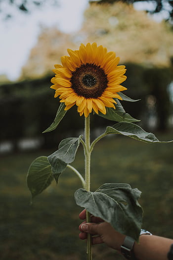 Close-up of a vibrant sunflower held by hand in a que garden. HD phone wallpaper