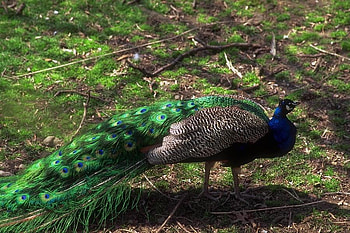 peacock, none HD wallpaper