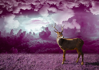 Animals, Grass, Clouds, hop, Deer HD wallpaper