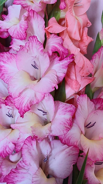 Gladioli, Light Pink HD phone wallpaper
