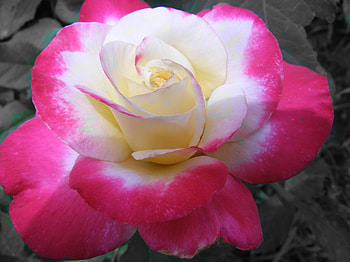 Romantic rose, rose, romantic, flowers, gahan HD wallpaper