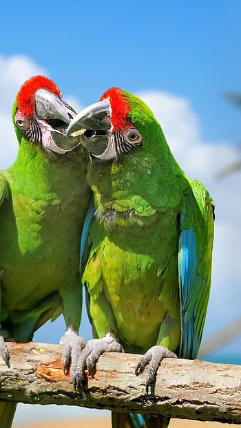 Parrot, Plumage, Exotic Birds, Green HD phone wallpaper
