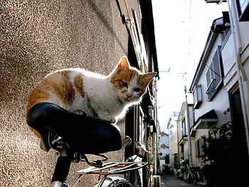 Animals, Cat, Kitty, Kitten, Bicycle HD wallpaper