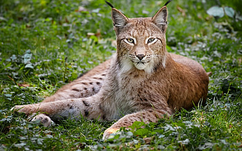 Animals, Grass, Iris, Forest, Beautiful, Big Cat HD wallpaper